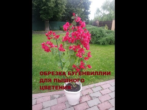 Видео: ОБРЕЗКА И ЧЕРЕНКОВАНИЕ БУГЕНВИЛЛИИ
