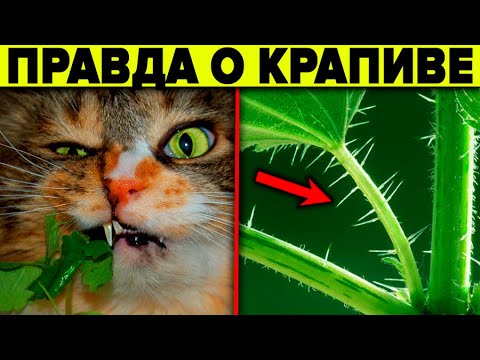 Видео: Почему её оболгали ? 10 причин выращивать крапиву