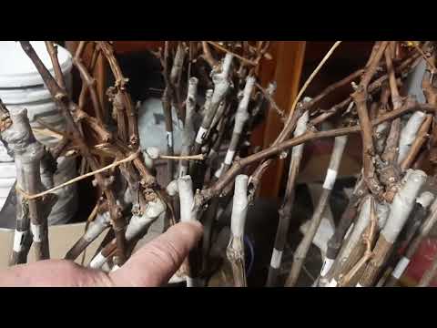 Видео: Сроки проведения настольной прививки. Основные моменты и нюансы