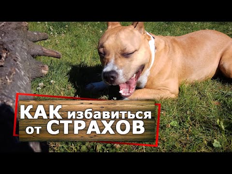 Видео: Как убрать СТРАХ и НЕУВЕРЕННОСТЬ у собаки. Дрессировка амстаффа Рика