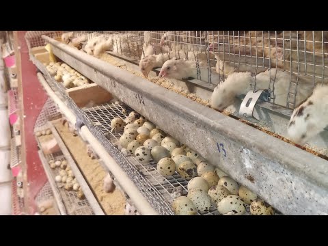 Видео: Лайфхаки для початківців перепеловодів - вирощування перепілок