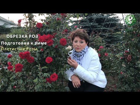 Видео: Подготовка к зиме. ОБРЕЗКА ПЛЕТИСТЫХ РОЗ. Питомник 🌹 и 🌲 Е. Иващенко