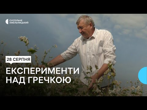 Видео: Фермер з Хмельниччини вирощує канадську гречку за новими власними технологіями