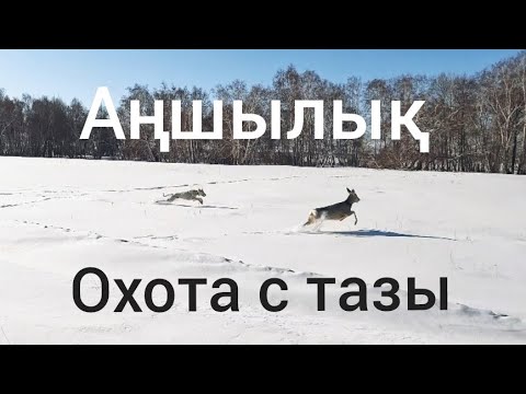 Видео: Тазымен елік алу. Тазымен аңшылық. Охота на косулю