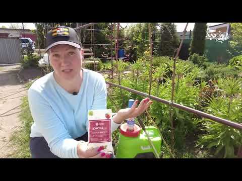 Видео: Замёрзли побеги винограда! Что делать?