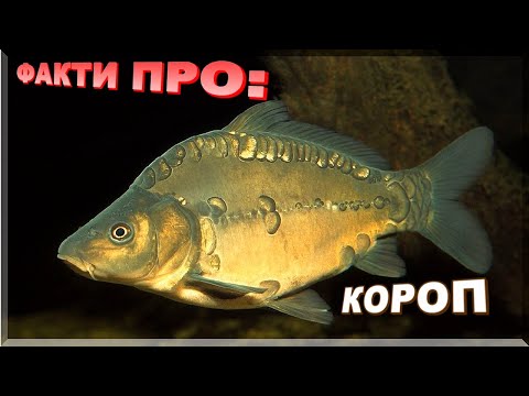 Видео: КОРОП | ЦІКАВІ ФАКТИ ПРО: КОРОПА. Де живе і як ловити коропа! @amur_fc