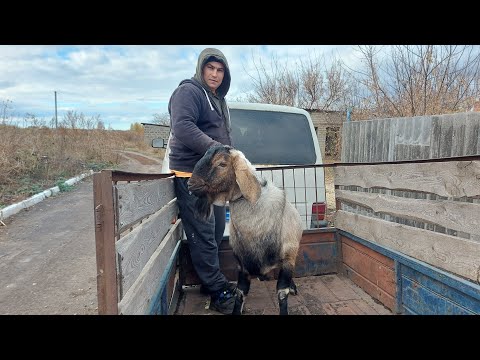 Видео: Цезарь дома,мы были в шоке. Купили деревья и розы.