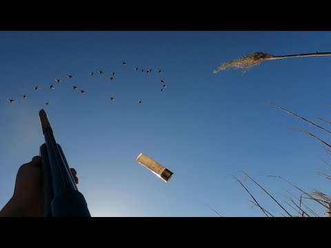 Видео: Үйрек КӨӨП.Күзгі аңшылық