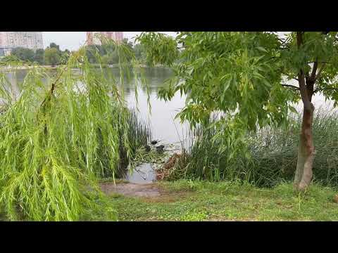 Видео: Лысуха с детьми