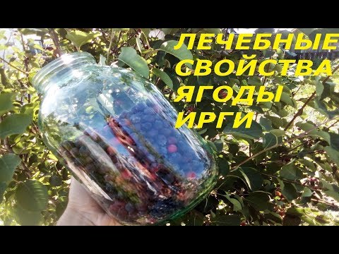 Видео: ЧЕМ ПОЛЕЗНА ИРГА? ЧТО ЛУЧШЕ С НЕЁ ДЕЛАТЬ?