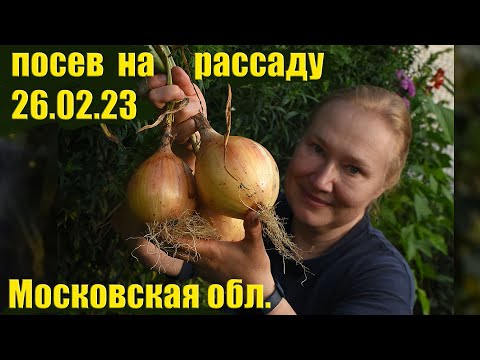 Видео: Лук Эксибишен от посева до сбора. На что может рассчитывать новичок?