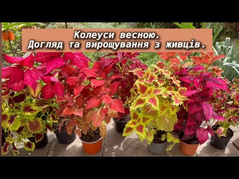 Видео: Колеуси весною - догляд та вирощування з живців.