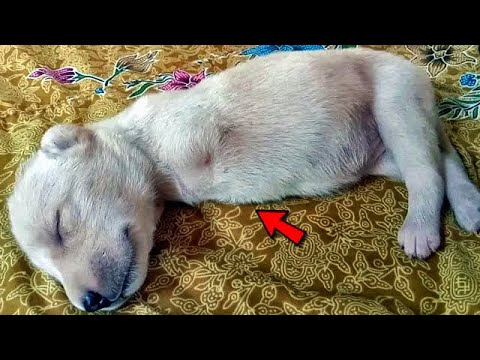 Видео: Умирающий щенок был отвергнут всеми! Люди считали его ужасным!