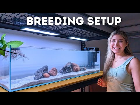 Видео: Обустройство аквариума для разведения африканских цихлид (...я починил подставку)