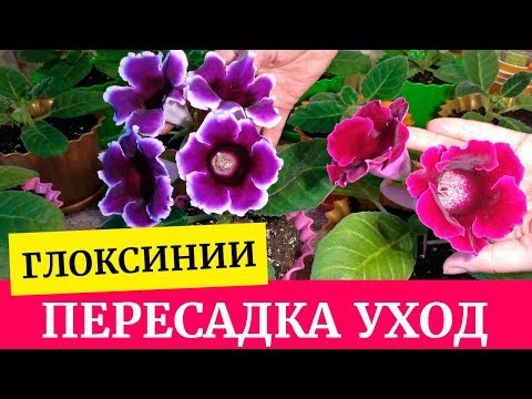 Видео: Глоксинии из семян. Пересадка в горшочки. Цветение, уход, полив, освещение