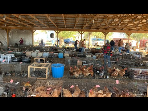 Видео: Аукцион животных амишей с ценами!!! (октябрь 23, часть 1)