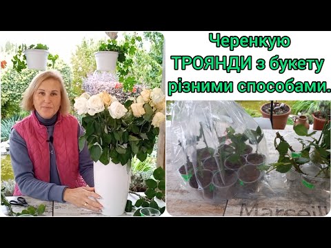 Видео: Розмноження Троянд з Букету Кількома Способами#укоренениерозизбукета#вкоріненнятрояндзбукету#троянди