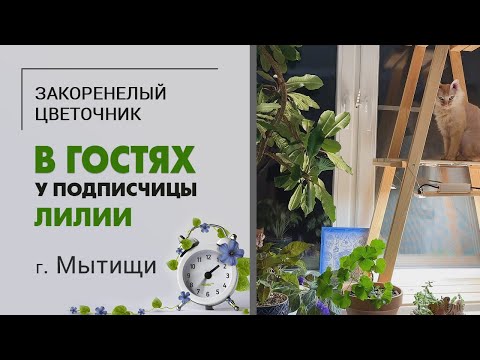 Видео: В гостях у Лилии. Подмосковные Мытищи, чудо-кот и растения, которые хотят гулять)