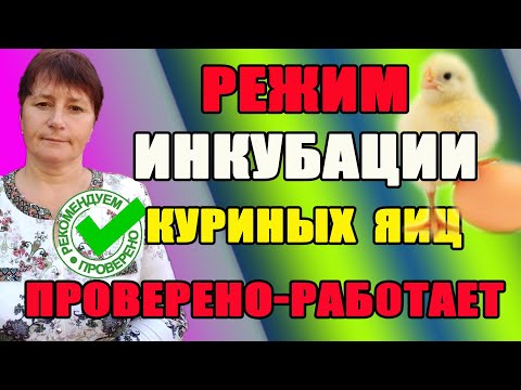 Видео: Режим инкубации куриных яиц. Режим отработан - отличный результат.