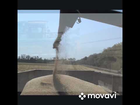 Видео: Уборка 2020 Знамя Ленина бригада 2