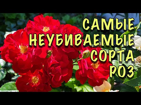 Видео: ЦВЕТУТ ОБИЛЬНО И НЕ БОЛЕЮТ! Супер НЕПРИХОТЛИВЫЕ и УСТОЙЧИВЫЕ сорта РОЗ. Могут зимовать БЕЗ УКРЫТИЯ!
