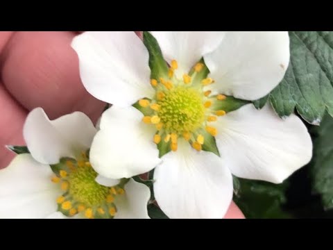 Видео: Как я опыляю Клубнику