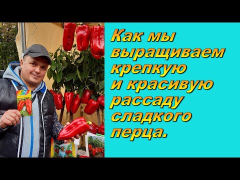 Видео: Рассада сладкого перца от посева до высадки - рабочие советы!