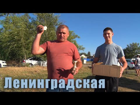 Видео: Птичий рынок. Ленинградская. [14.07.2024]