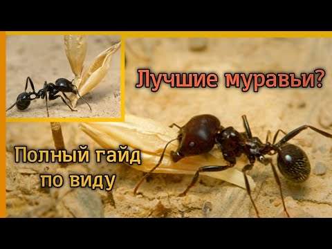 Видео: Messor structor/muticus. Степные муравьи жнецы. Жизнь в природе и содержание дома. Энциклопедия