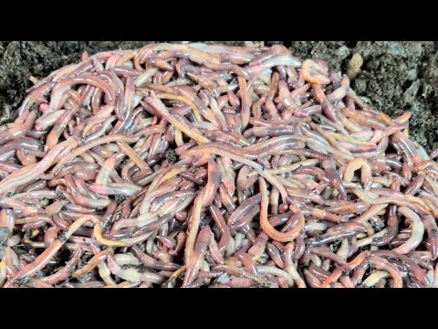 Видео: Установка нового контейнера для разведения и прозрачные контейнеры. Да или нет?