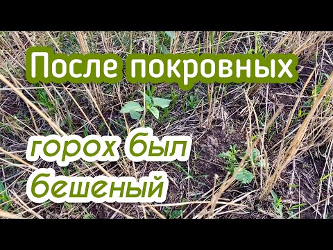 Видео: Покровные культуры в условиях короткого вегетационного периода
