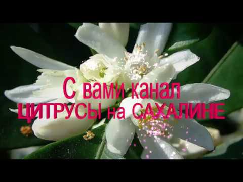 Видео: Укоренение воздушной отводкой Каламондина привитого на лимон