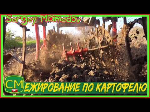 Видео: 🥔Ежирование картофеля или боронование по картофелю. potato edging or potato harrowing.