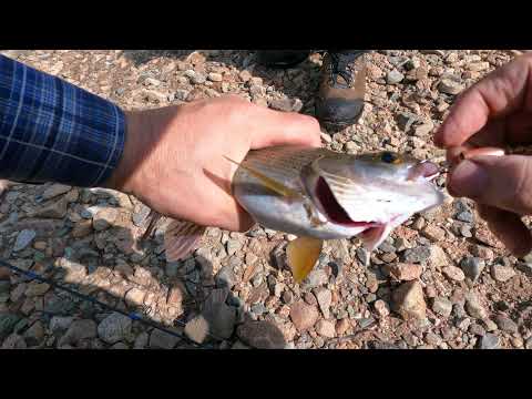 Видео: Тайга. Хариус в августе 2021, 4K. Fishing on the mountain river, #2