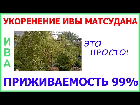 Видео: Будем размножать Иву Матсудана. Самый простой способ!