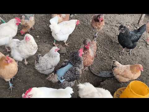 Видео: Что случилось с курочкой? ❄️ Первый раз вышли и испугались снега.