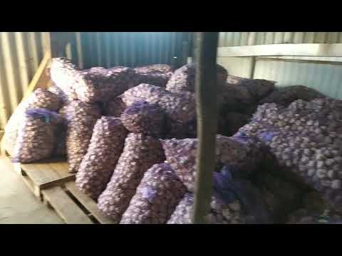 Видео: Калибровка чеснока. Стол для калибровки. Начало продаж.