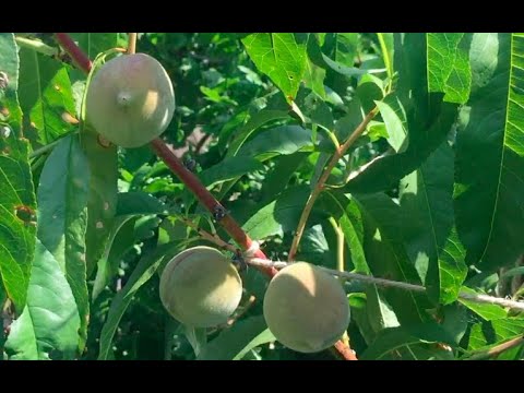 Видео: Обзор персиков в контейнерах. Июль 2019г