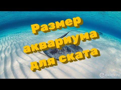 Видео: Аквариум для ската. Размер имеет значение.
