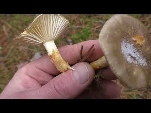 Видео: ГРИБЫ НОЯБРЯ! Хожу брожу КОРЗИНУ НАХОЖУ!