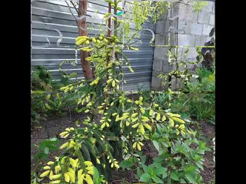 Видео: Сад весной