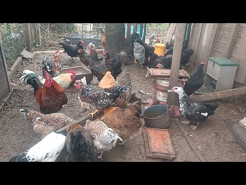 Видео: Выпустила петухов , 🐓 Куры довольны 🐔