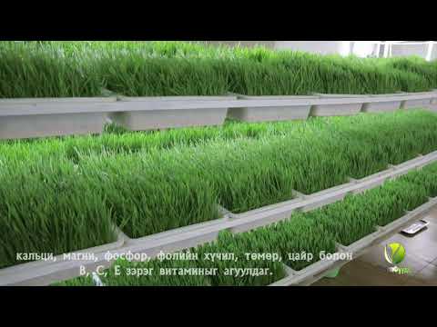 Видео: Wheatgrass Mongolia/ Буудайн соёолжийн нунтаг