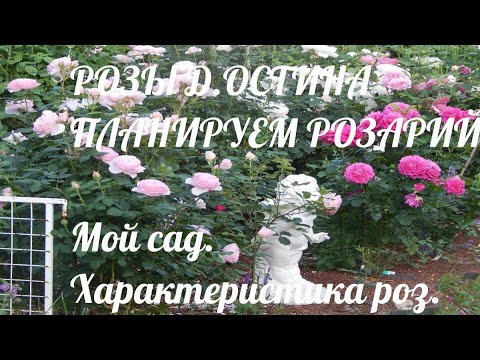 Видео: 3 НЕЖНЕЙШИЕ РОЗЫ Д,ОСТИНА ДЛЯ 1 РЯДА ПАРАДНОГО ЦВЕТНИКА ОСТИНОК.Планируем розарий остинок.Мой опыт.