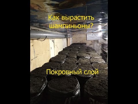 Видео: Покровный слой для шампиньонов | покровный грунт | Покровка.