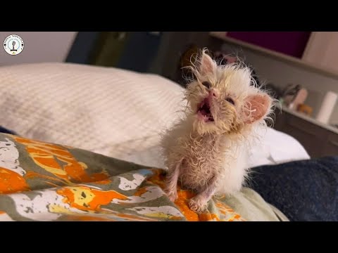 Видео: Нелюбимый с рождения из-за своей внешности, он громко плакал, обретя настоящую маму.