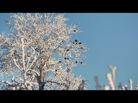 Видео: ОХОТА НА БОРОВУЮ ДИЧЬ В СИЛЬНЫЙ МОРОЗ. ОХОТА НА РЯБЧИКА и ТЕТЕРЕВА МЕЛКАШКОЙ С ПОДХОДА.