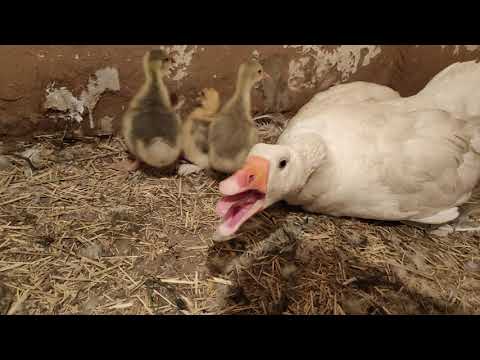 Видео: 19- Мамыр/ Тауыкты курык кылу/Жумыртка бастыру