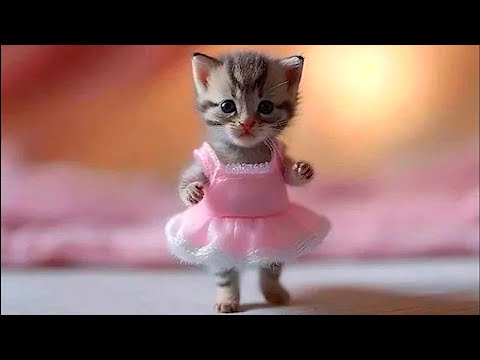 Видео: Я РЖАЛ ДО СЛЕЗ 😹 СМЕШНЫЕ КОШКИ И СОБАКИ | СМЕШНЫЕ ЖИВОТНЫЕ 2023 😹 ЛУЧШИЕ ПРИКОЛЫ #91