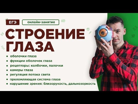 Видео: Строение глаза | ЕГЭ Биология | Даниил Дарвин